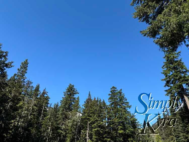 Image of blue sky surrounded on two sides with green trees. 