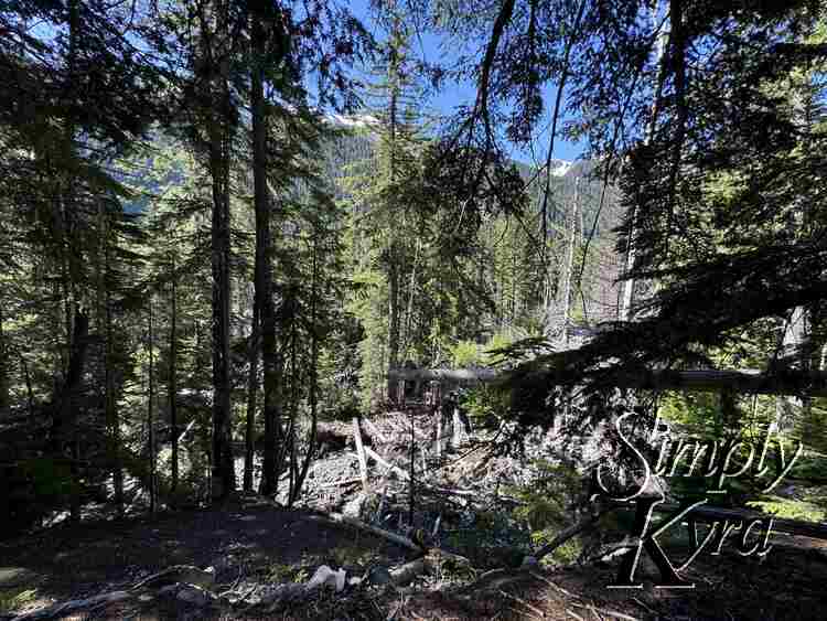 Dark trees with hints of mountain behind.