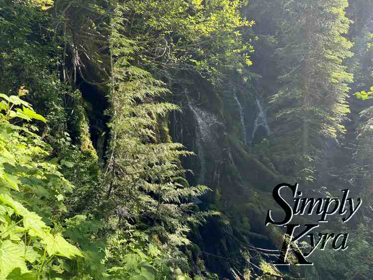 Waterfall framed by trees.