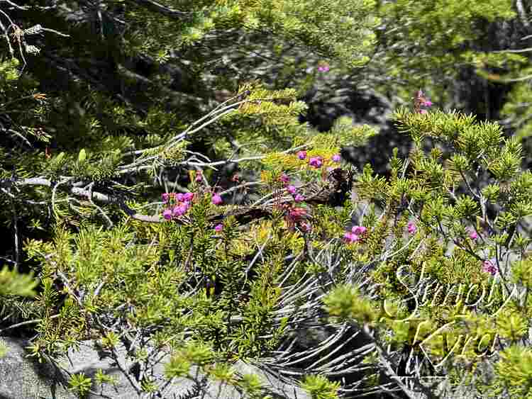 Pink flowers amidst the green. 