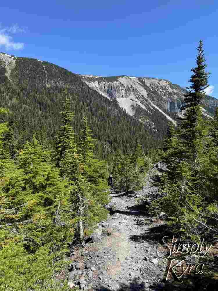 Rocky trail through the trees. 