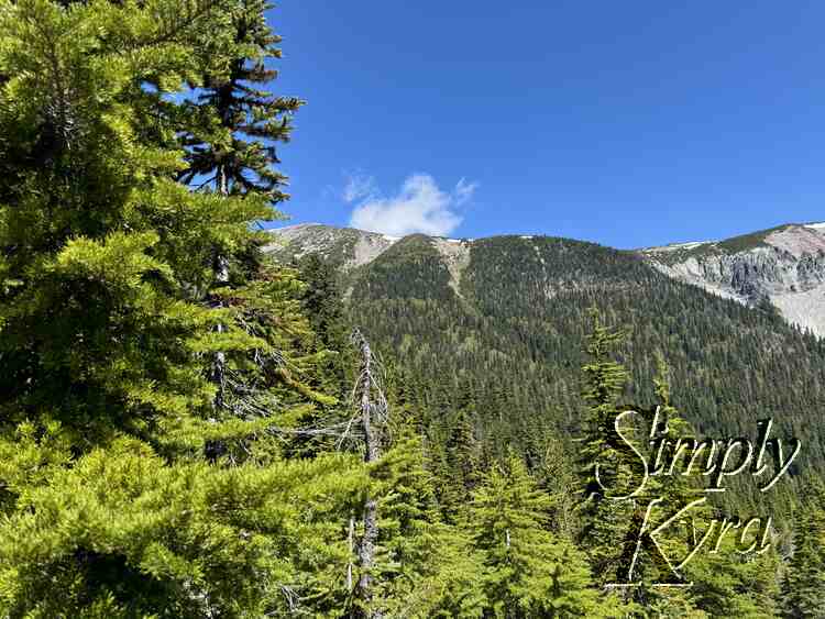 Trees with flat treed mountain in background. 