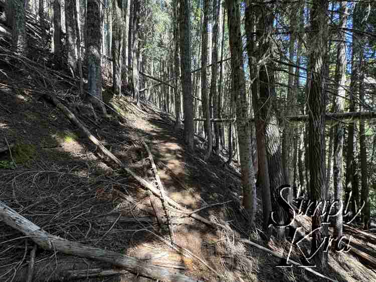 Dark shaded path amidst the looming trees.