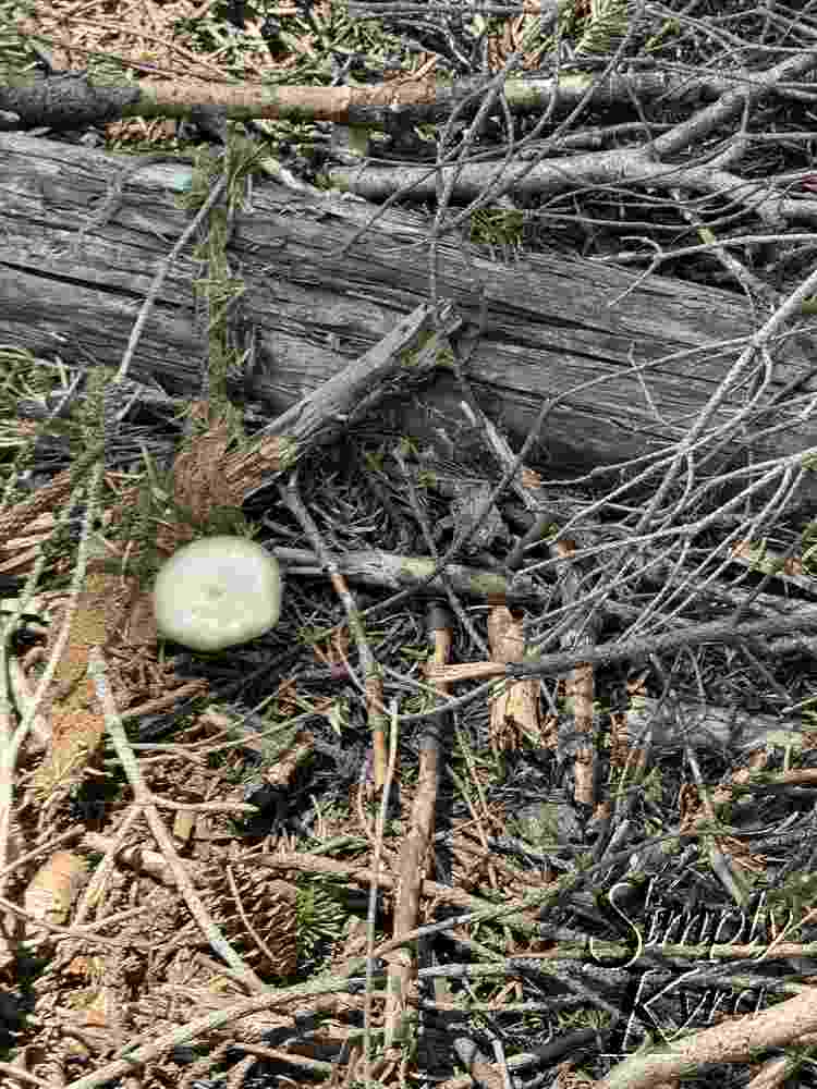 Single mushroom amidst the forest debris.