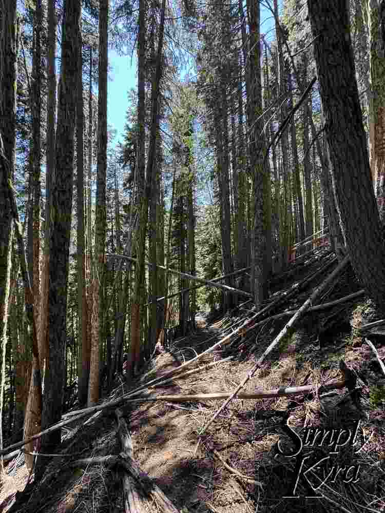 Dark shaded covered path amidst the looming trees.