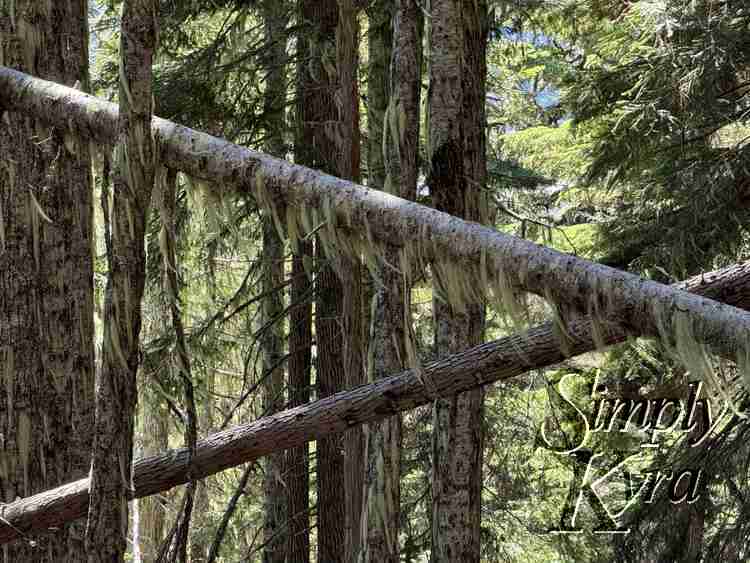 Criss crossed trunks coated in swinging moss.