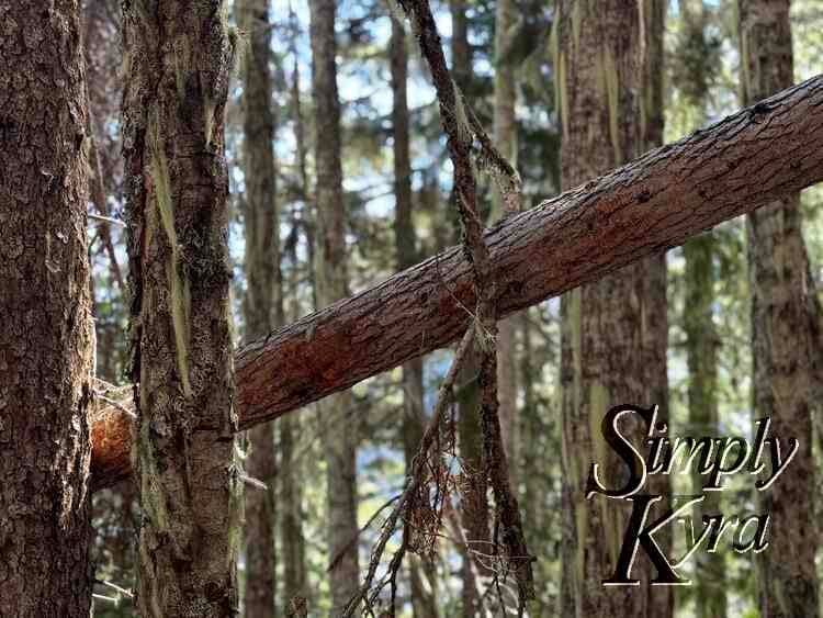 Criss crossed trunks coated in swinging moss.