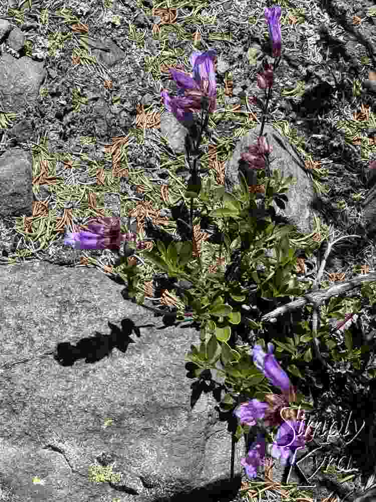 Purple flowers in the midst of the grey.