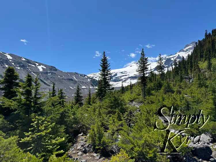 Trees, mountain, and snow!