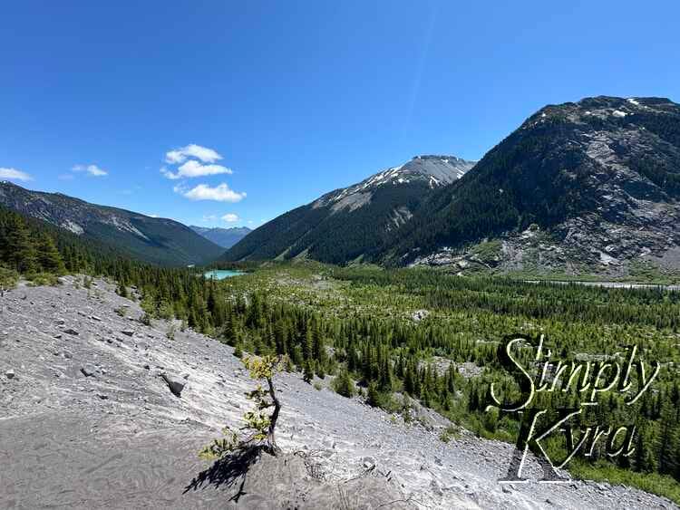 Single little tree sprout in front of trees, lake, and mountains.