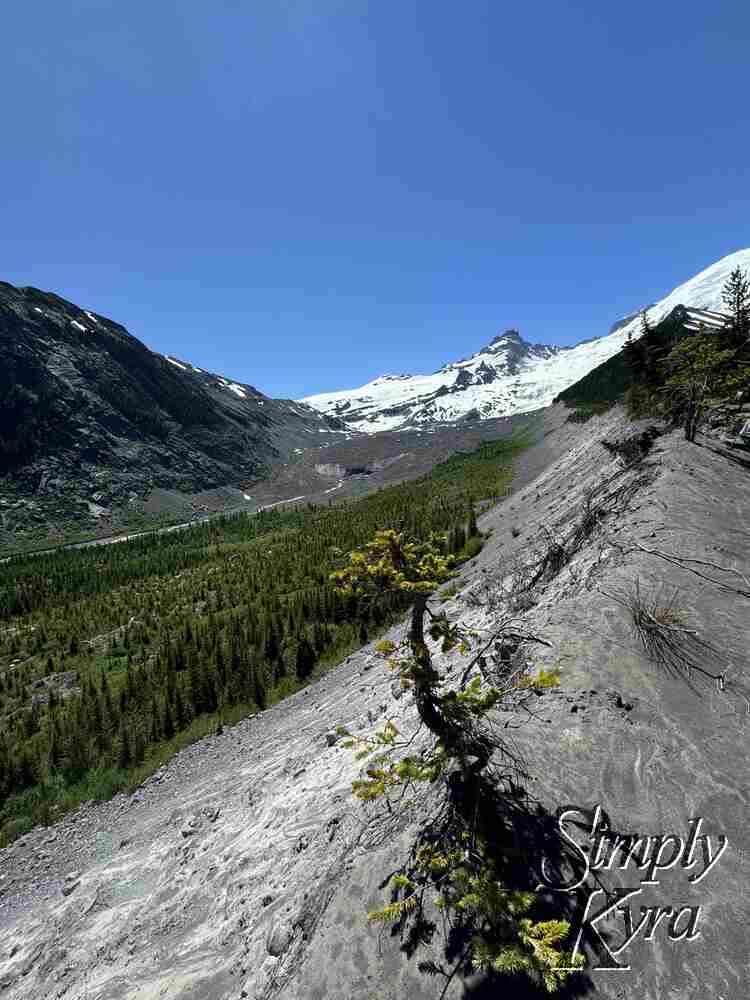 Single little tree sprout in front of trees, glacier, Ridgeline, and mountains.