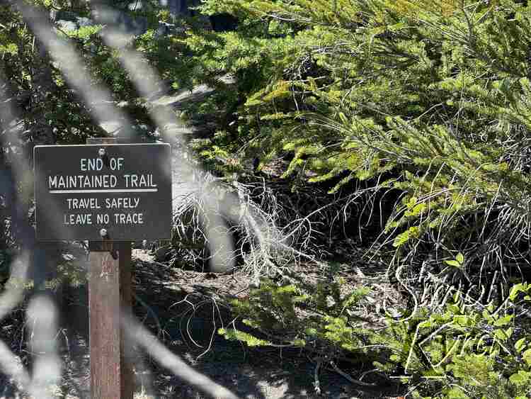 Image shows a sign through and around the trees saying: "End of maintained trail: travel safely leave no trace"