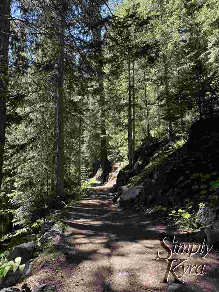 Trail shrouded in shadows by the surrounding trees. 