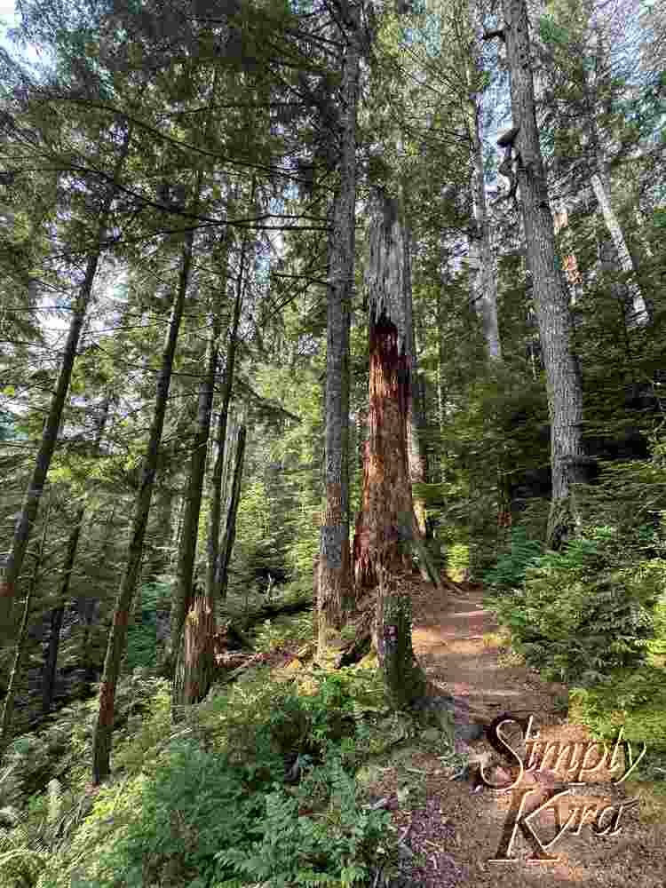 Brown trail surrounded by green and trees.