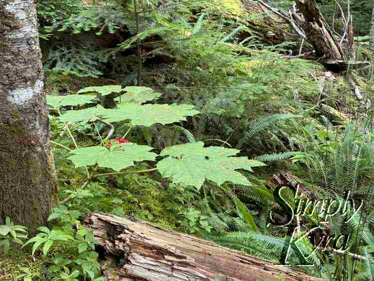 Dew coated leaver, log, and moss among the trees. 