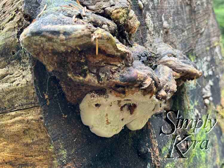 Dew dripping mushroom on the tree trunk.