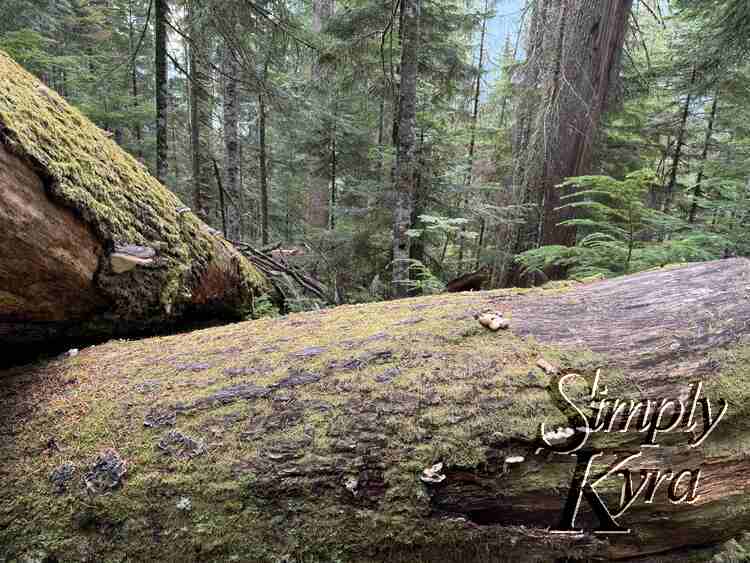 Green moss coated logs with trees behind.