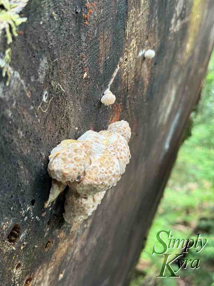 Dew dripping mushroom on the tree trunk.