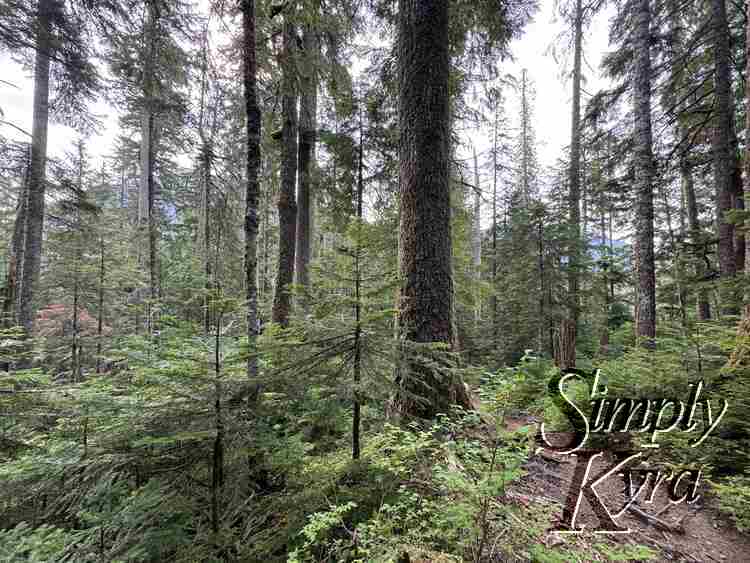 Brown trail surrounded by green and trees.