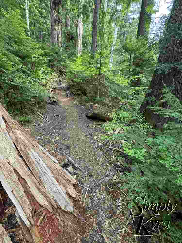 Moss trail amongst the trees.