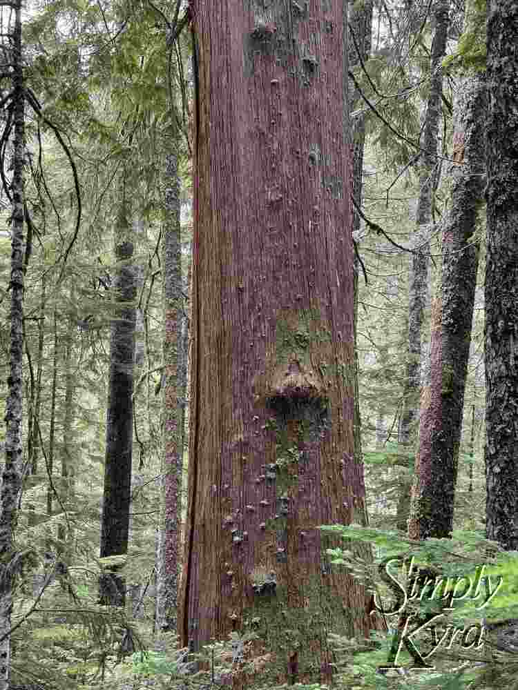 Colors in the trunk stand out amongst the trees. 