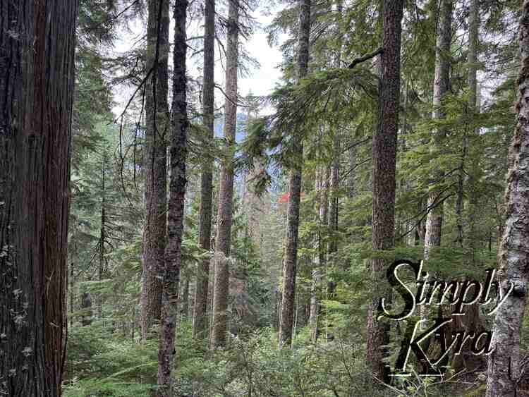 Trees reaching so high with mountain behind.