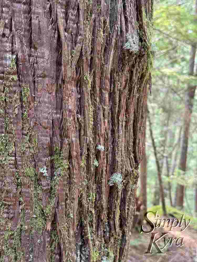 Moss and other greens amidst the browns.