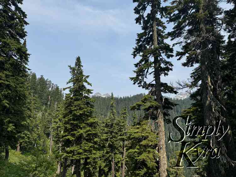 Trees and mountains.