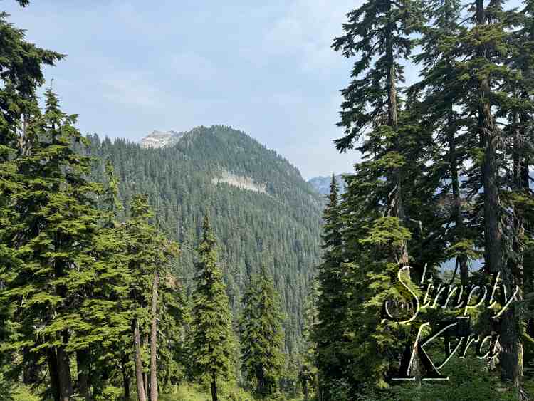 Trees and mountains.