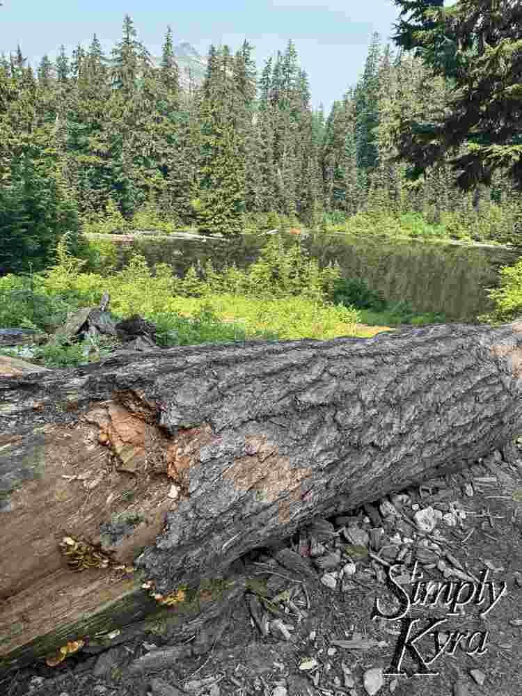 Fallen log with lake and trees in background.