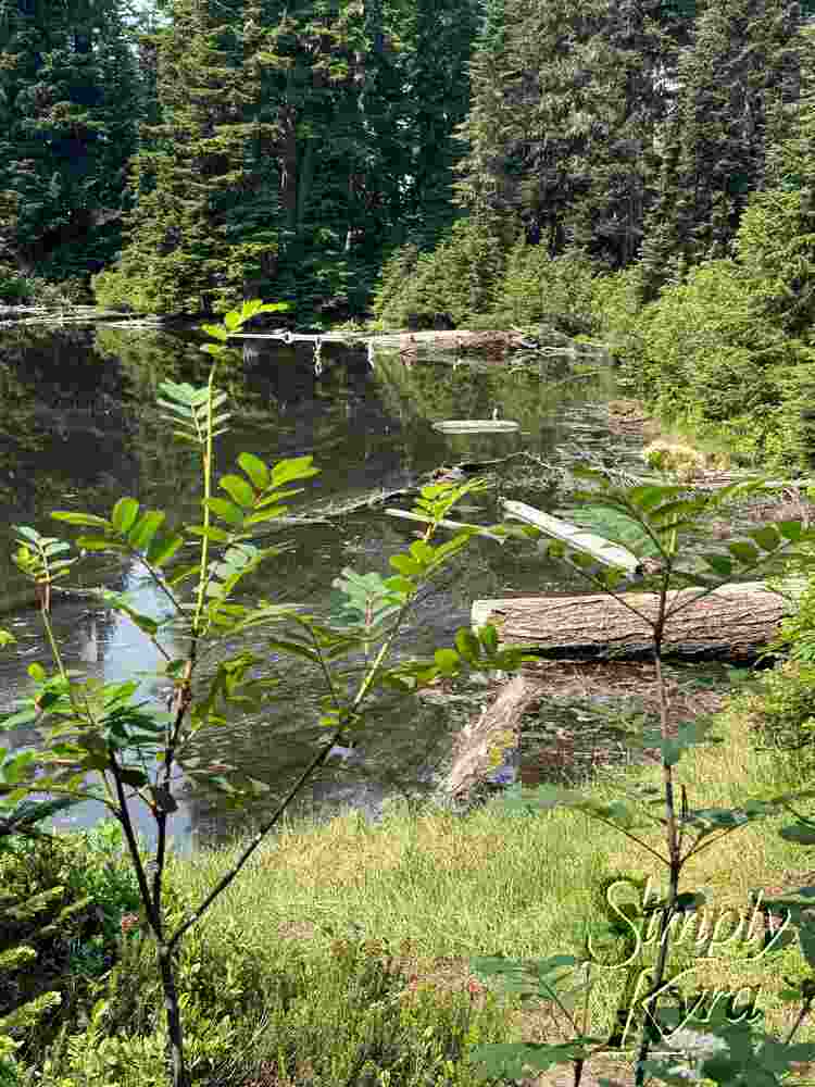 Fallen logs in the lake with patterns of floating things. Surrounded by trees.