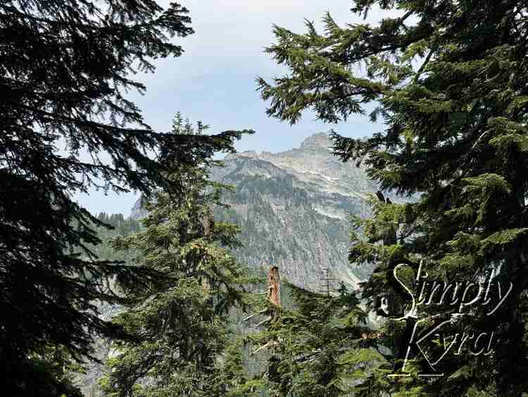 Trees framing mountain and blue sky.