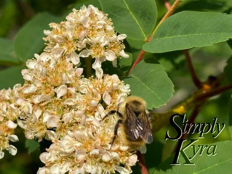 So many bees on the flowers.