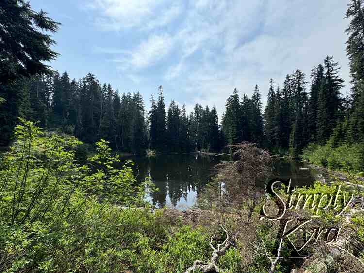 Hint of lake reflecting the trees and sky above.